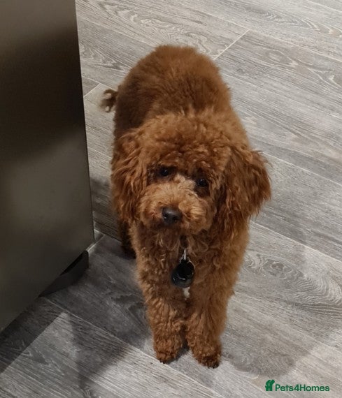 Toy Poodle dogs Chewie- male dark red toy poodle stud in Loughborough - Advert 12
