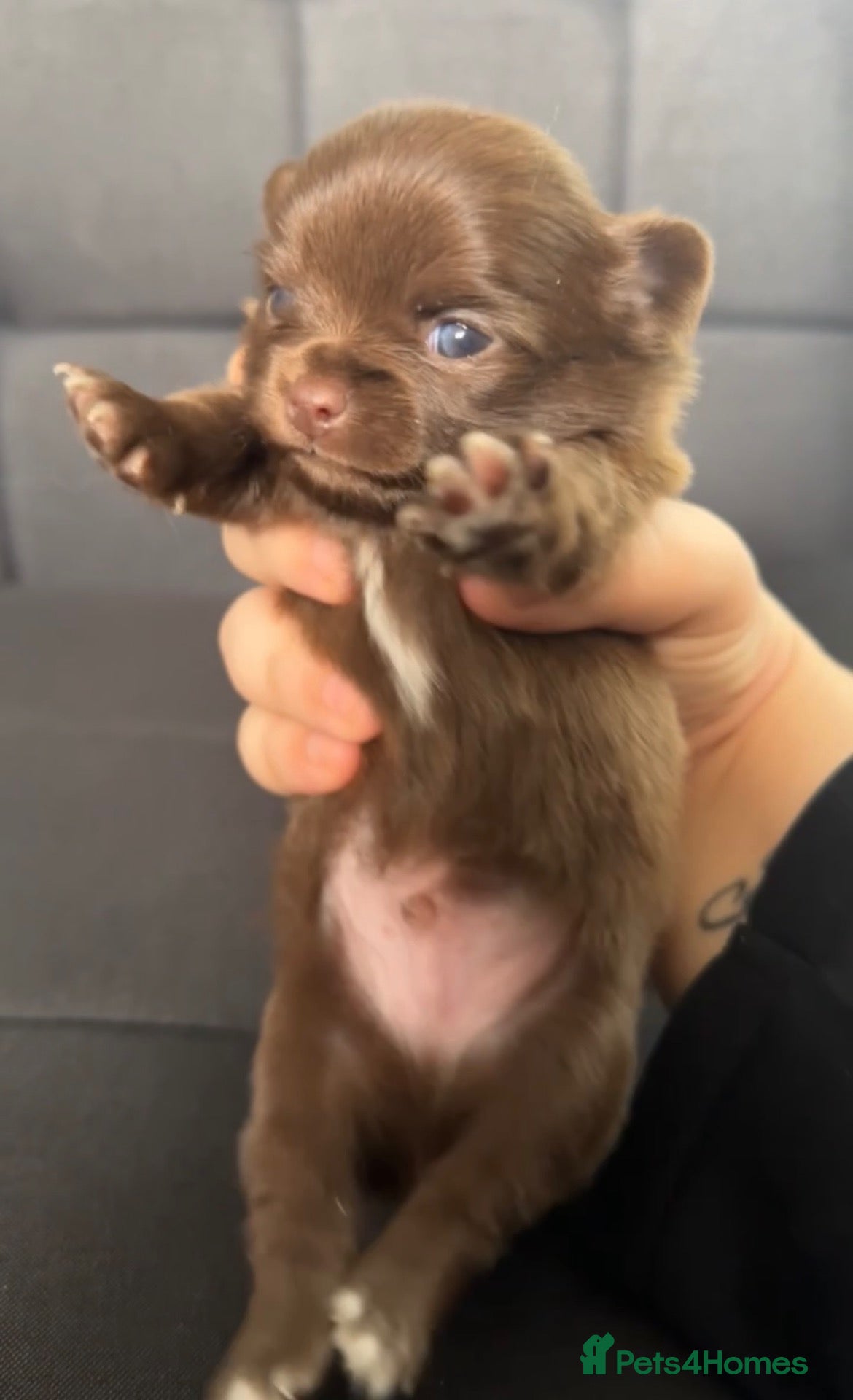 Chihuahua dogs for sale: 2 boys left! Quality long haired apple Chihuahuas  - Advert 16