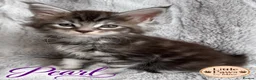 Maine Coon cats for sale: 🌿 THE HERITAGE COLLECTION 🌿 - Advert 20