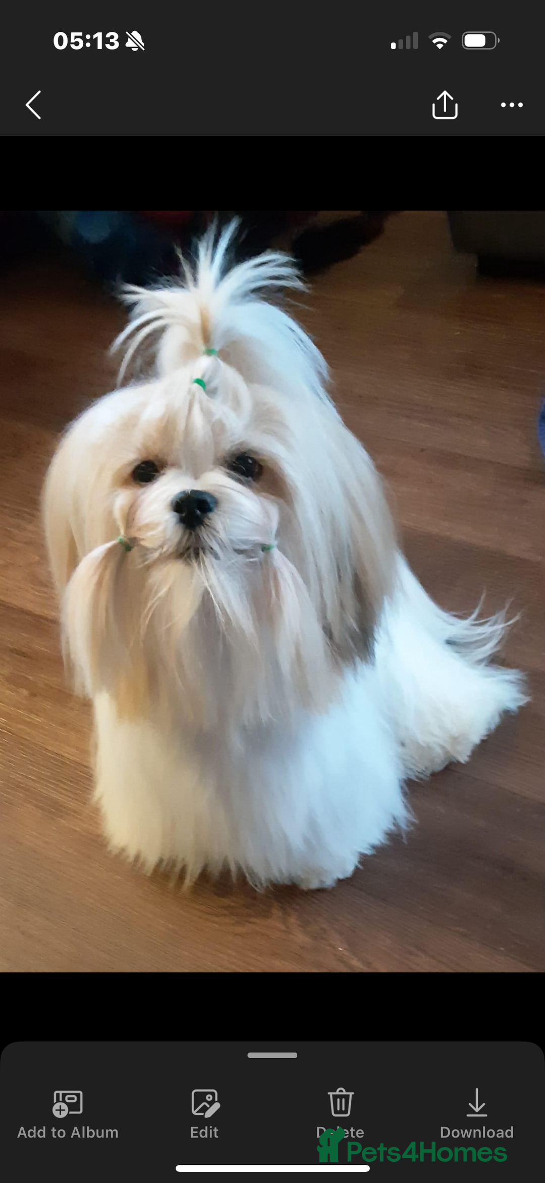 Lhasa Apso dogs for sale: Fabulous KC reg gold male Lhasa apso - Advert 5