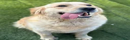Golden Retriever dogs for sale: Golden retrievers  in Swanley - Advert 5