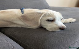 Beagle dogs for sale: Lenny the Lemon Beagle  - Image 18