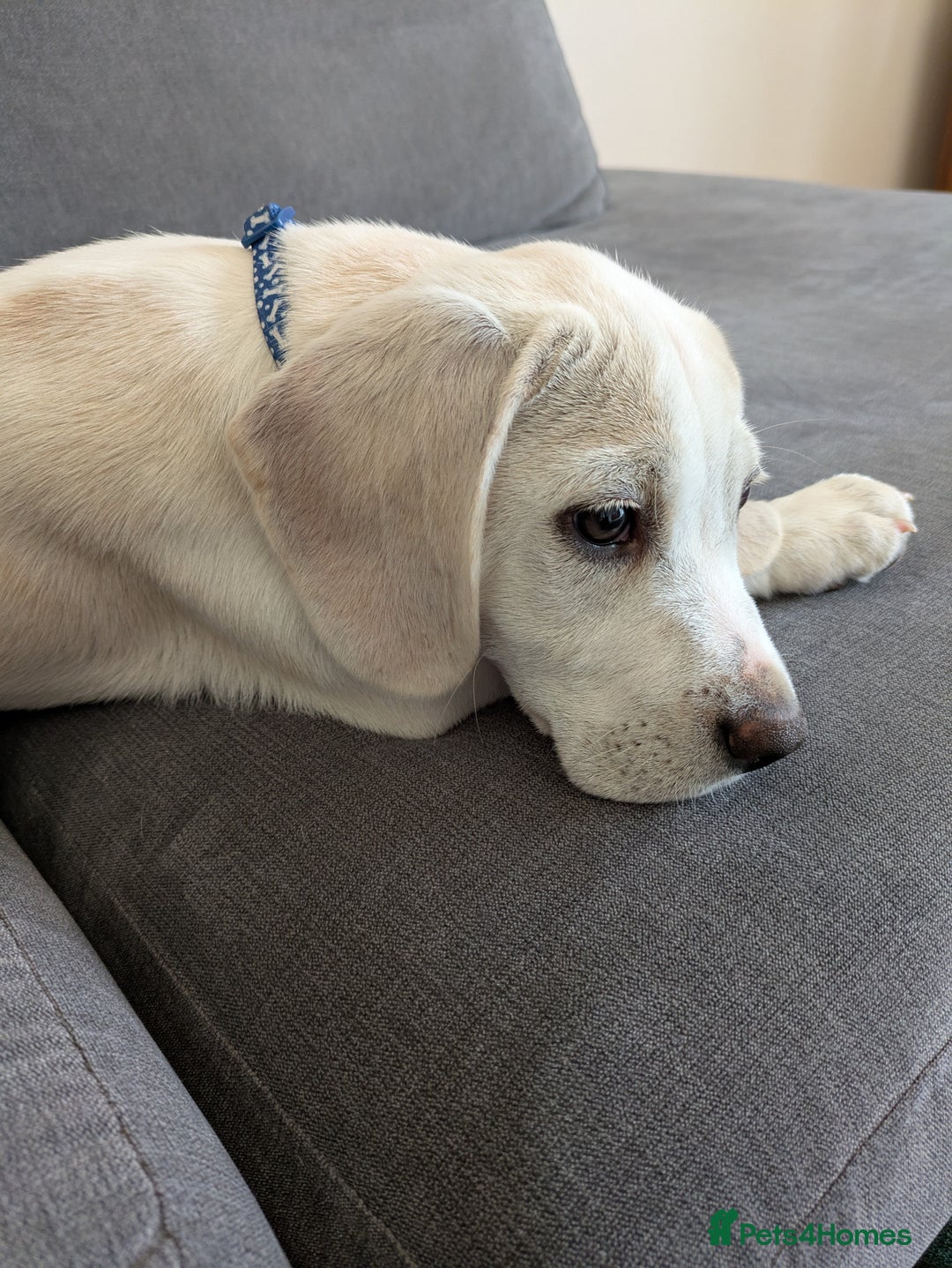 Beagle dogs for sale: Lenny the Lemon Beagle  - Image 18