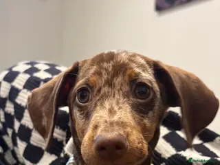 Miniature Dachshund dogs 20 week, female miniature dapple dachshund puppy in Accrington - Advert 1