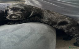 Cocker Spaniel dogs for sale: ADORABLE COCKER SPANIELS  - Image 5