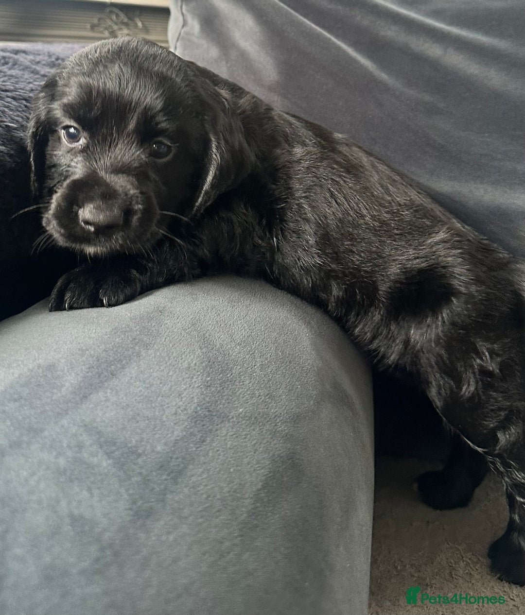 Cocker Spaniel dogs for sale: ADORABLE COCKER SPANIELS  - Image 5