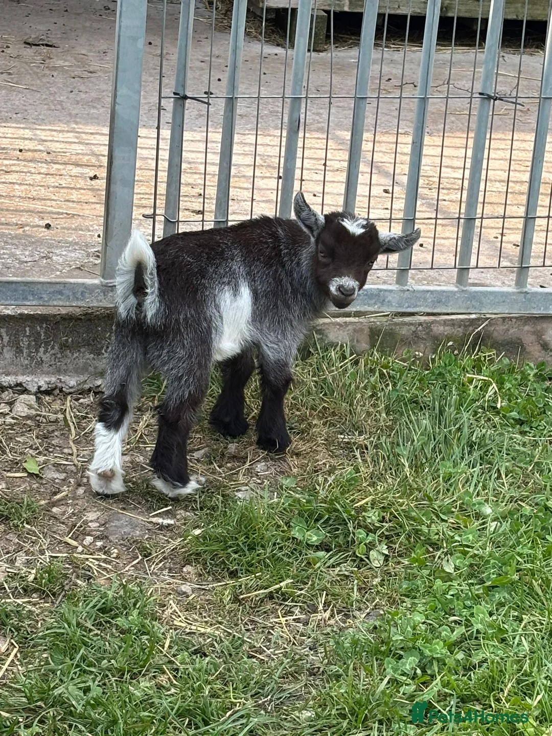 Goats livestock for sale: Small pygmy goat  - Advert 2