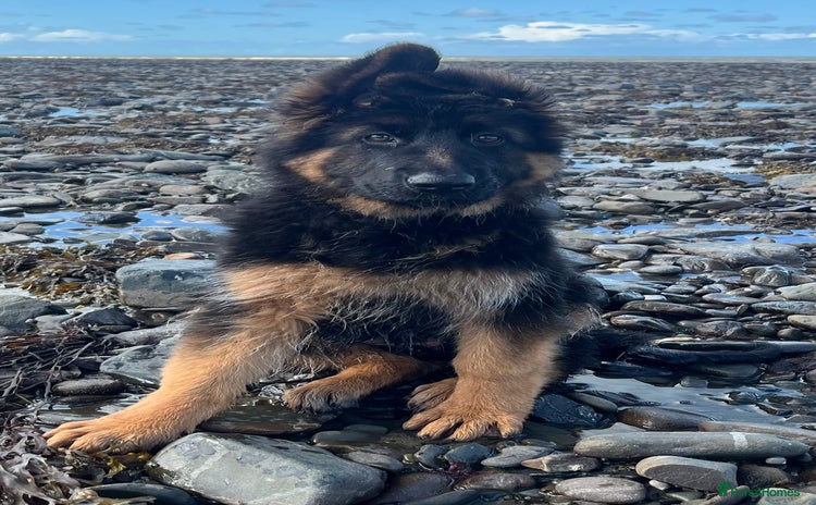 German Shepherd dogs - Advert 7