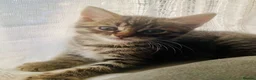 Mixed Breed cats for sale: Beautiful bengal/ khao manee kittens  in Caerphilly - Advert 7