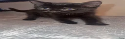 British Shorthair cats for sale: Kittens for sale !  in Taunton - Advert 5