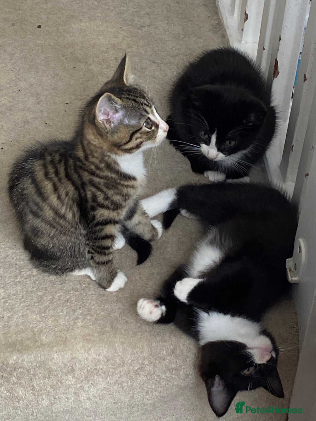 Mixed Breed cats for sale: Beautiful Mixed breed kittens need new homes - Image 2