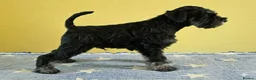 Miniature Schnauzer dogs for sale: MINIATURE SCHNAUZER BLACK & SILVER - Advert 2