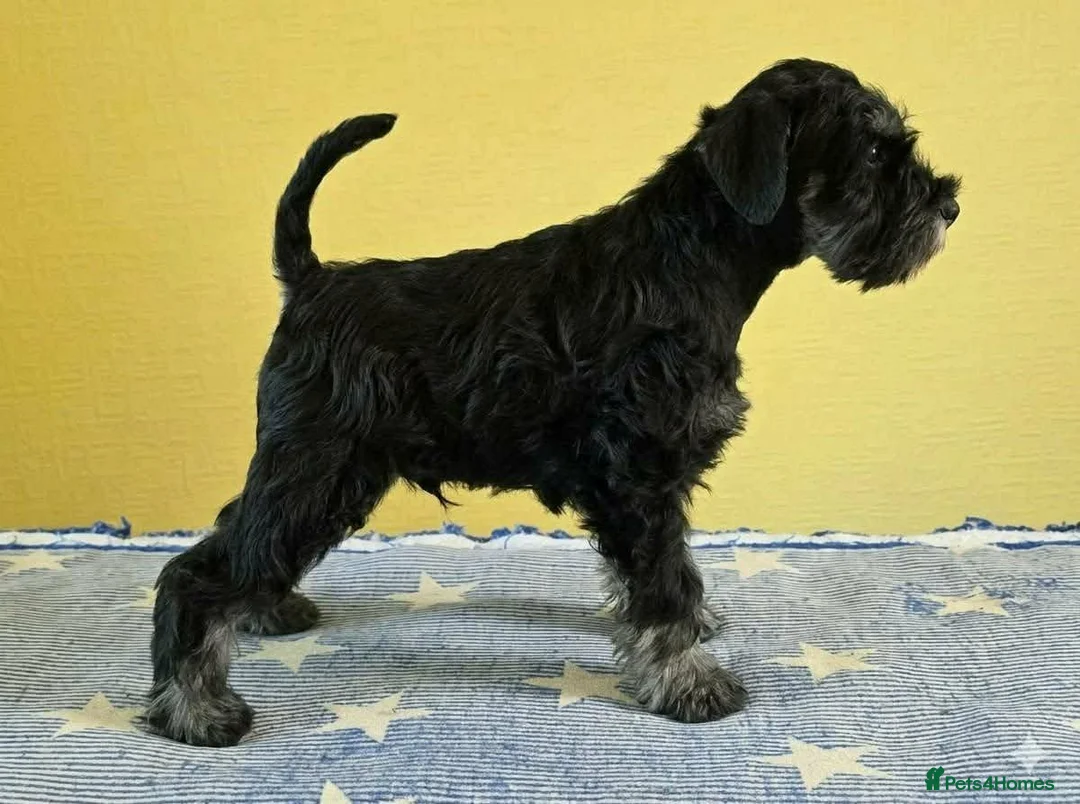 Miniature Schnauzer dogs for sale: MINIATURE SCHNAUZER BLACK & SILVER - Advert 2