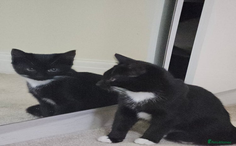 Mixed Breed cats - Advert 1