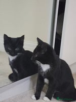 Mixed Breed cats - Advert 4