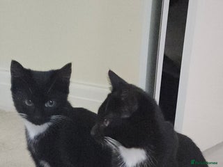 Mixed Breed cats - Advert 6