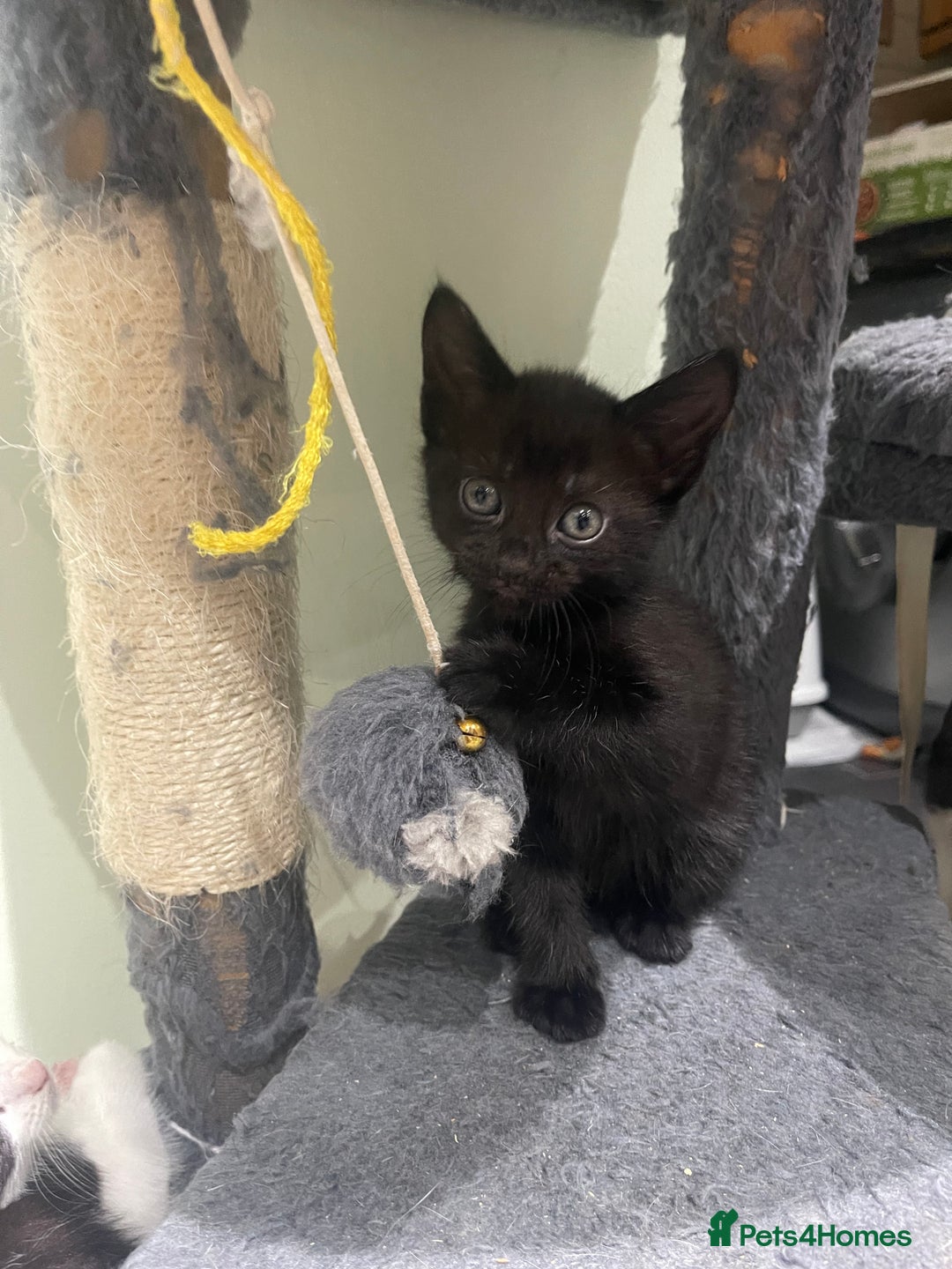 Mixed Breed cats for sale: BEAUTIFUL KITTENS  - Image 21