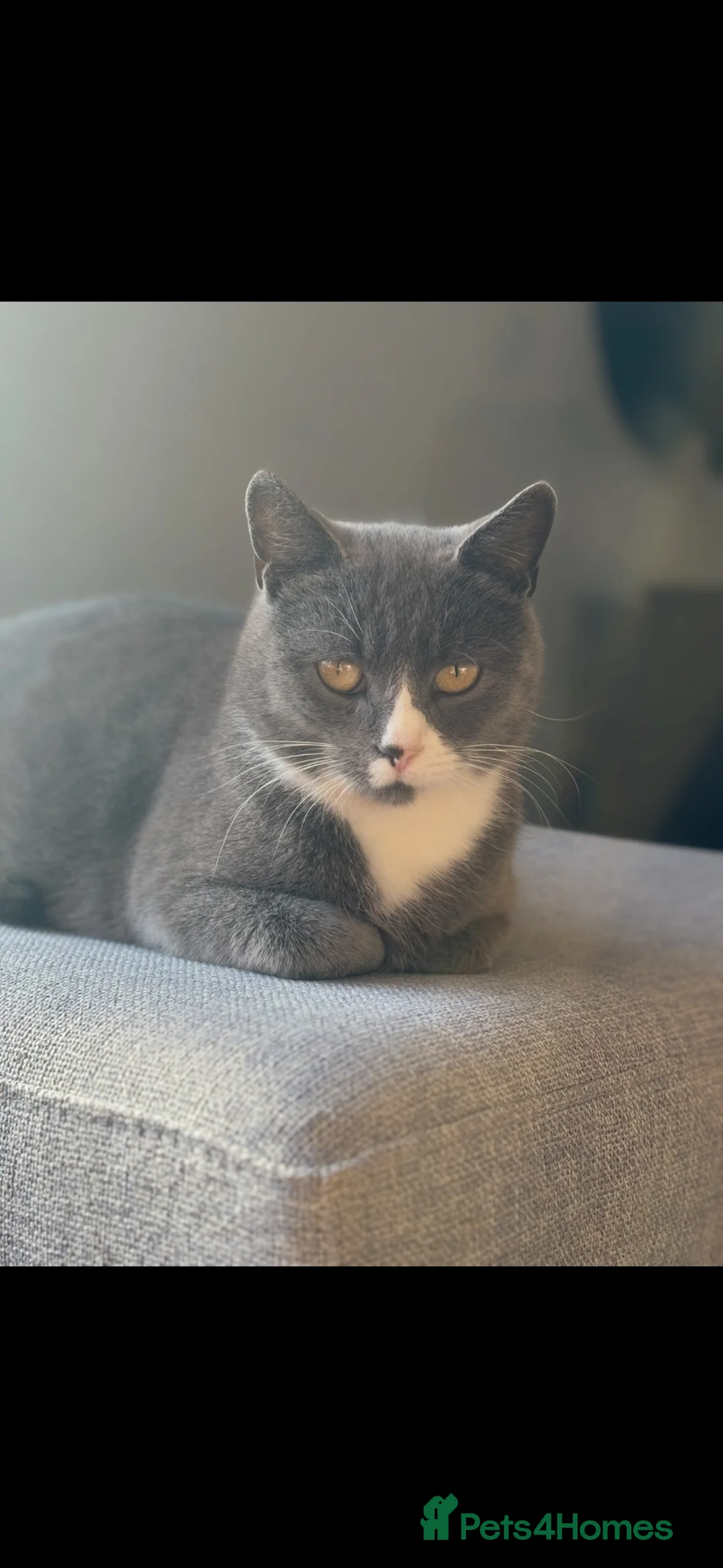 British Shorthair cats for sale: READY NOW Kittens  - Advert 2