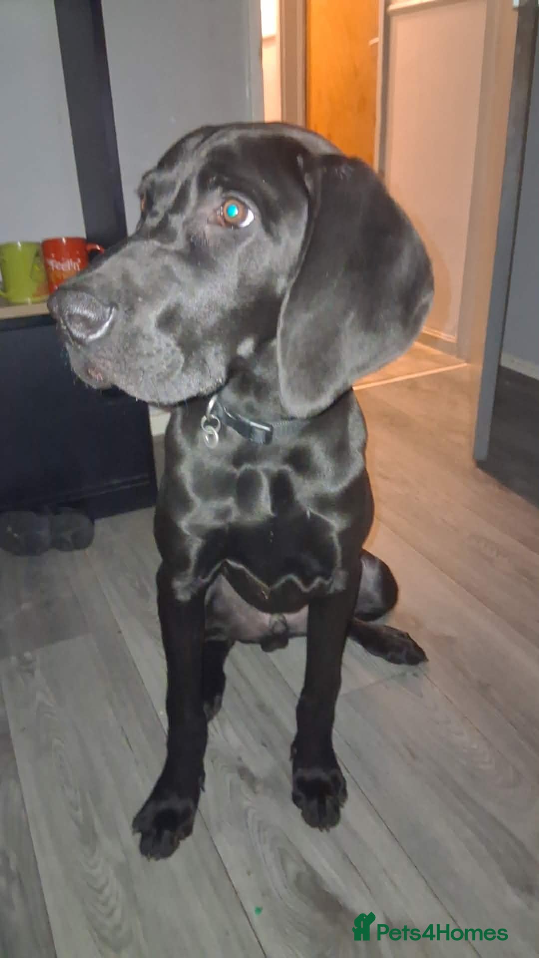 Mixed Breed dogs Lab cross great Dane  - Advert 1
