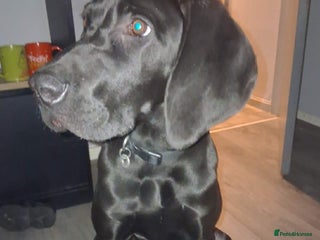 Mixed Breed dogs Lab cross great Dane - Advert 1