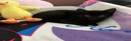 Mixed Breed cats for sale: Two black male kittens in Melton Mowbray - Advert 3