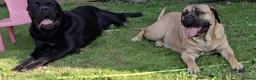 Cane Corso dogs for sale: Stunning cane corso pups - Advert 13