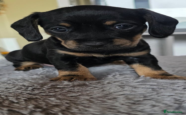 Mixed Breed dogs - Advert 4