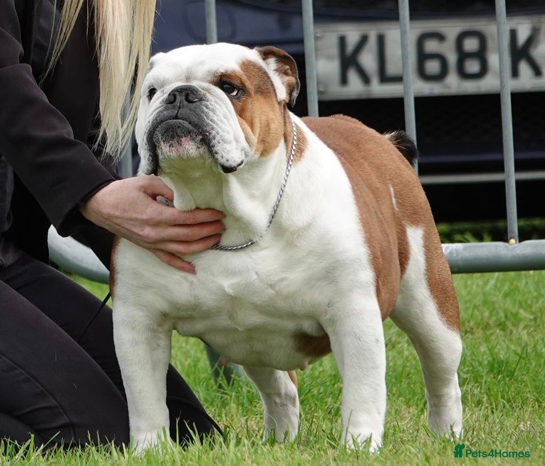 English Bulldog dogs for sale: English bulldog  - Advert 1