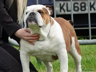 English Bulldog dogs English bulldog standard - Advert 2