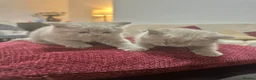 British Shorthair cats for sale: British Shorthair Lilac 🩶 in Manchester - Advert 4