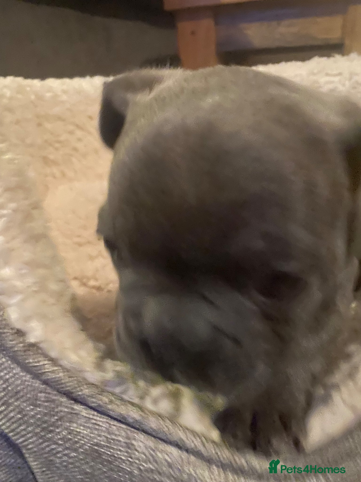 French Bulldog dogs Beautiful chunky frenchie puppies - Advert 1