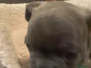 French Bulldog dogs Beautiful chunky frenchie puppies - Advert 1