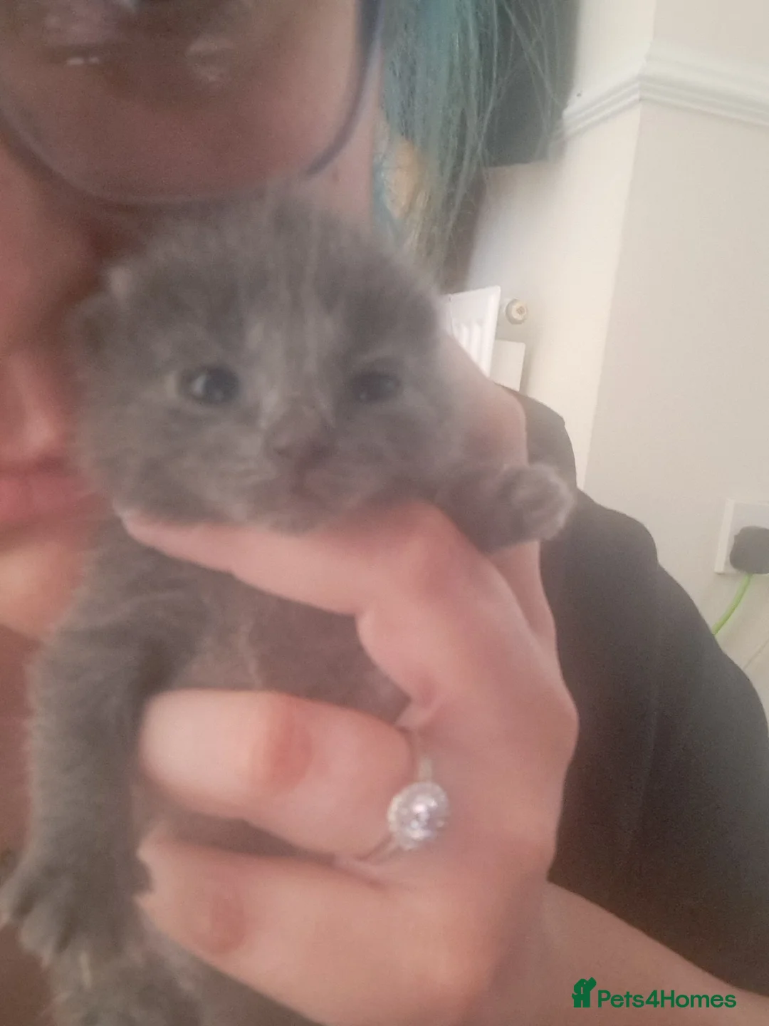 Mixed Breed cats for sale: 5 beautiful kittens for sale in Torquay - Advert 1