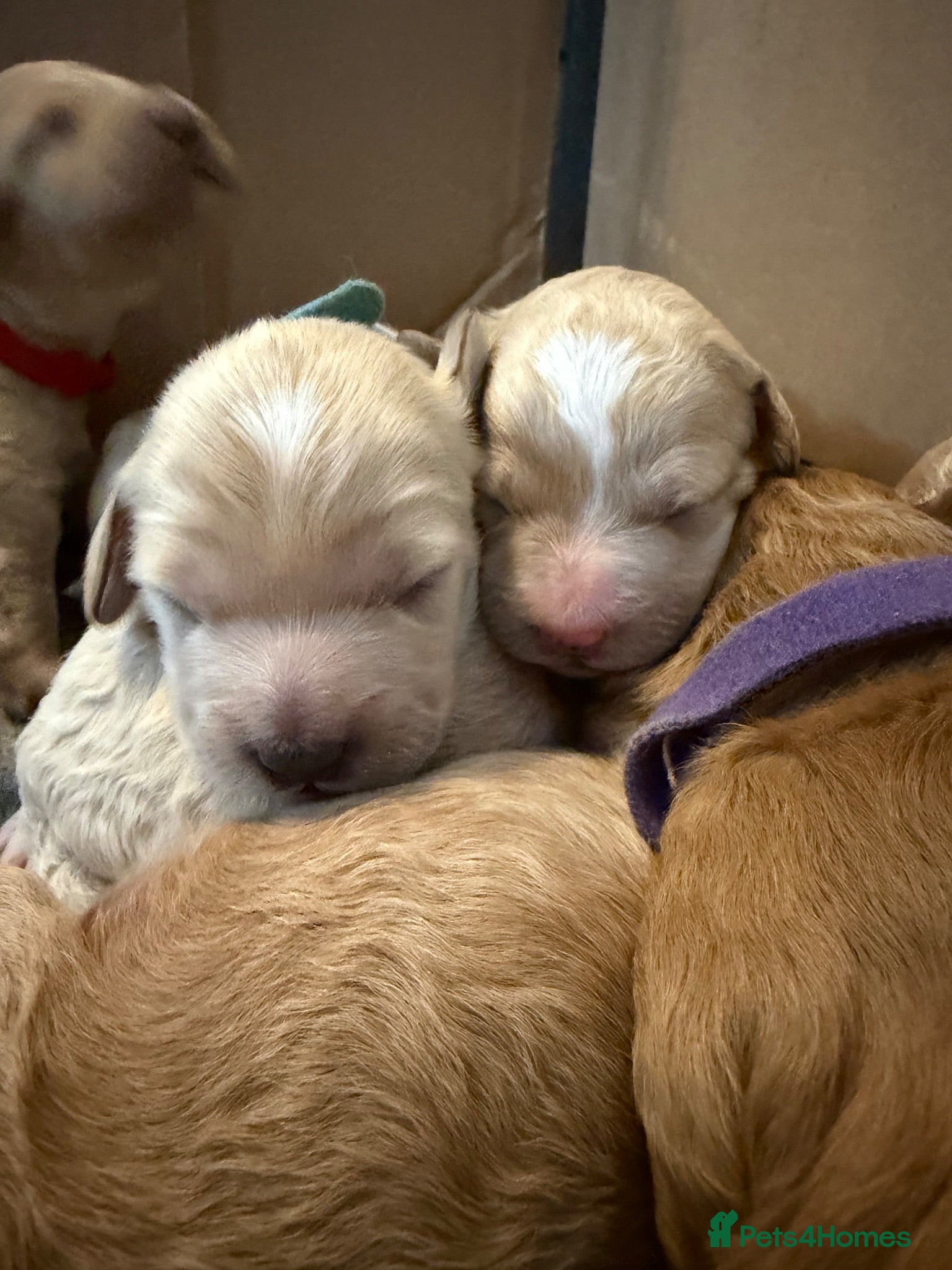 Mini Goldendoodle dogs Gorgeous puppies have arrived! 🐶🫶🏻 - Advert 1