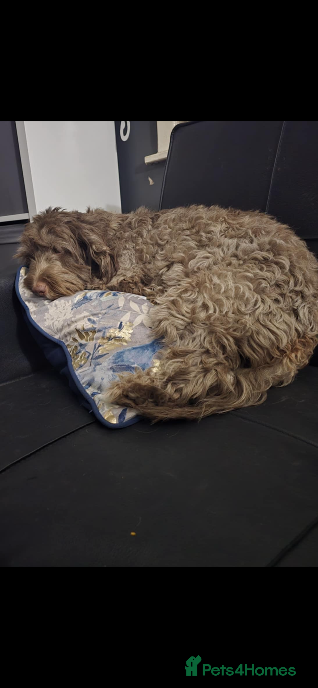 Cockapoo dogs for sale: Beautiful cockapoo for sale  - Image 11