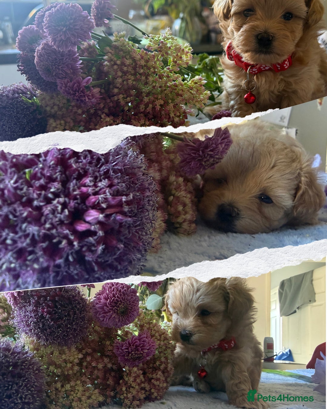 Maltipoo dogs for sale: Perfect small Maltipoo’s  puppy’s ❤️ - Image 2
