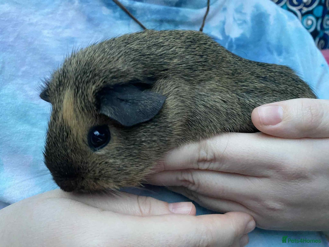 Guinea Pig rodents for sale: Female / sow guinea pigs for sale - Advert 3