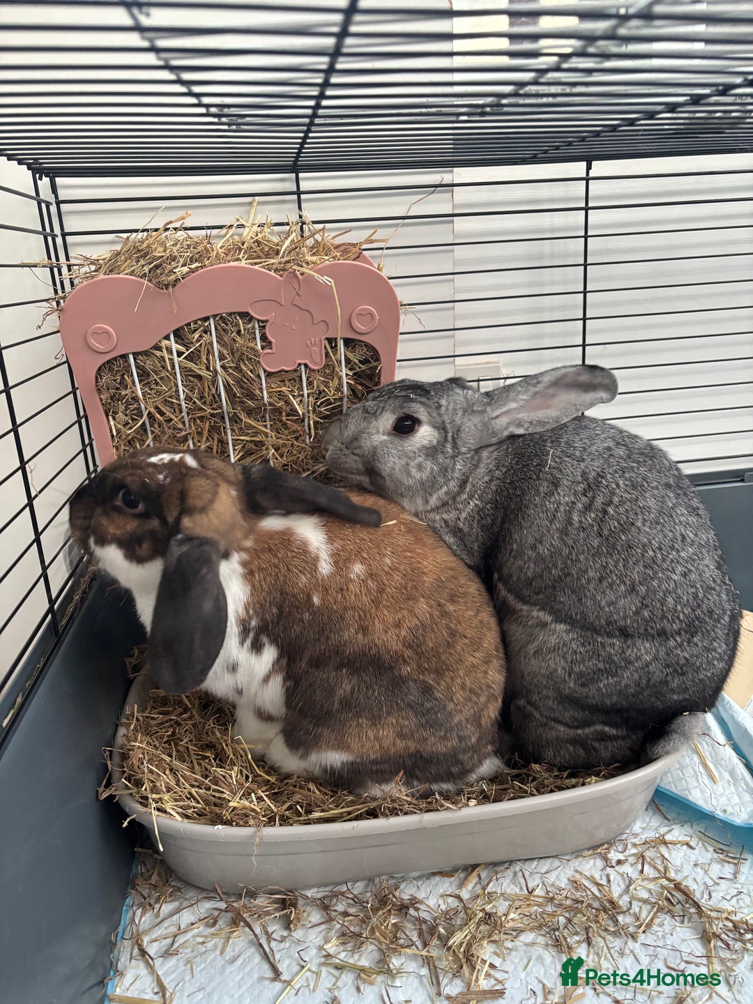 Mixed Breed rabbits for sale: 2 female rabbits  - Advert 5
