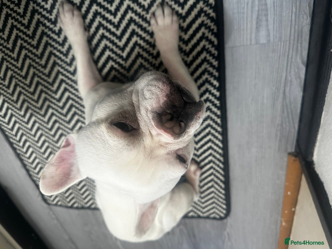 French Bulldog dogs for sale: Best offer - Advert 9