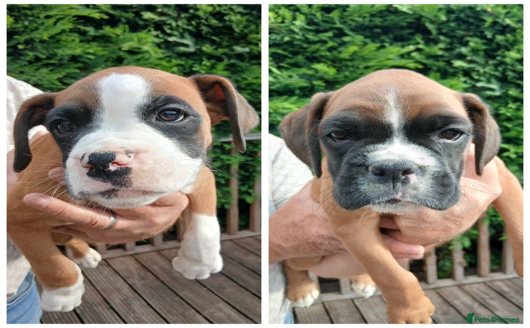 Boxer dogs - Advert 1