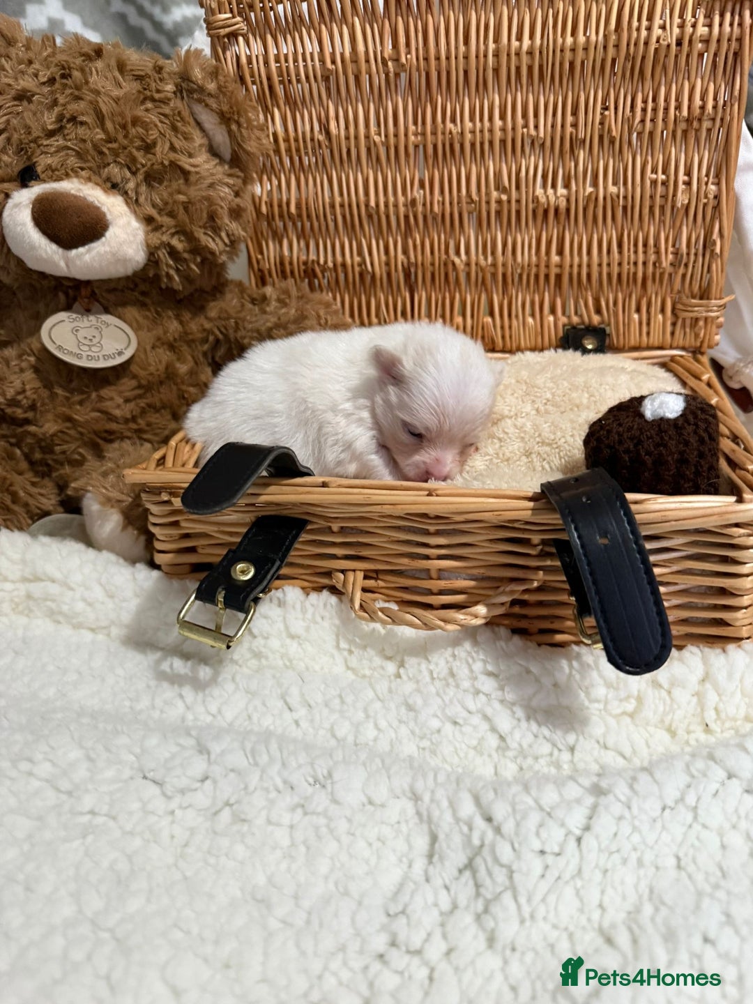 Pomeranian dogs for sale: Kc rainbow 🌈 Pomeranians  - Advert 7