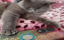 British Shorthair cats for stud: Fantastic King British blue shorthair cat MAX - Image 4
