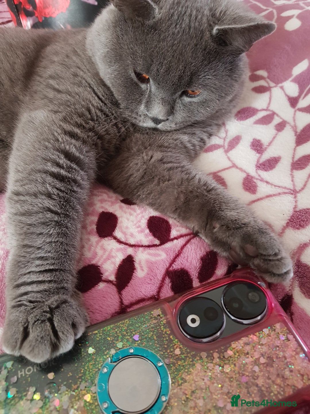 British Shorthair cats for stud: Fantastic King British blue shorthair cat MAX - Image 4