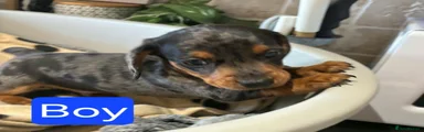Miniature Dachshund 1
