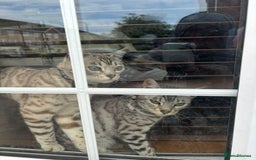 Bengal cats for sale: Bengal cats  - Image 2