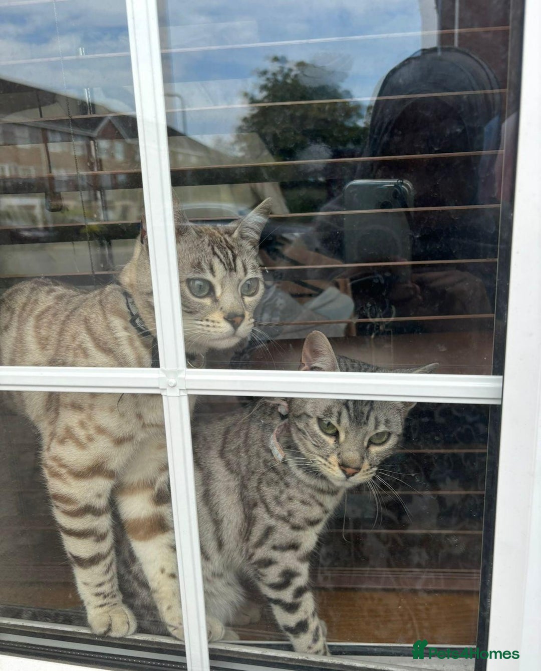 Bengal cats for sale: Bengal cats  - Image 2