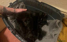 Mixed Breed cats for sale: Black Tabby kittens - Image 20
