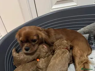 Cavalier King Charles Spaniel dogs Outstanding Cavalier King Charles Spaniel Puppies in Moreton-in-Marsh - Advert 1