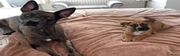 Mixed Breed dogs for stud: Belgian malinios x American bully for stud - Advert 3