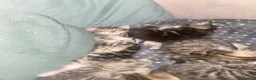 Mixed Breed cats for sale: Tabby kittens - Advert 2